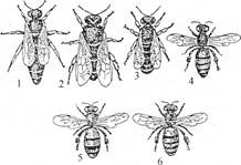 Некоторые породы пчел